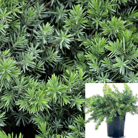 Juniperus Con Blue Pacific 5Gallon Plant Blue Pacific Juniperplant Blue Pacific Shore Juniperplant Shore Juniper Tree Live Plant Gr7