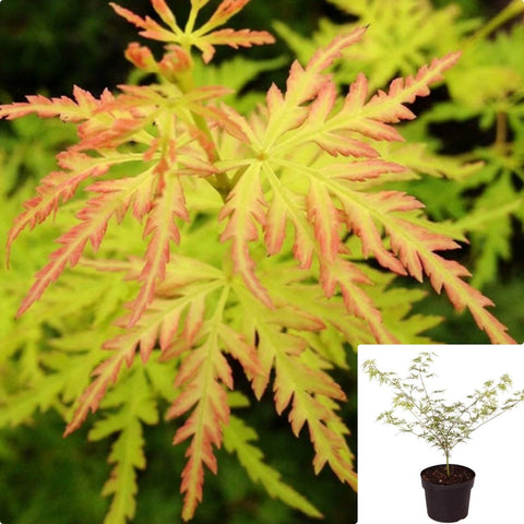 Acer Palmatum Dissectum Seiryu 1Gallon Plant Laceleaf Japanese Maple Tree Acer Palmatum Seiryu Plant Outdoor Outdoor Tre