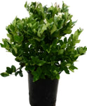 Ligustrum Texanum 5Gallon Ligustrum Japanese Texanum White Texas Privet Texas White Plant Ja Fr7