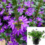 Scaevola Surdiva Blue Violet 1 Gallon Plant Fairy Fan Flower Blue Ground Cover Live Plant Gr7