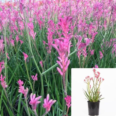 Anigozanthus Dwarf Pink 5Gallon Plant Anigozanthos Flavidus Plant Dwarf Pink Plant Dwarf Pink Plant Kangaroo Paw Plant Flower Live Plant Gr7