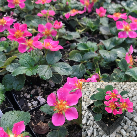 Strawberry Lipstick Plant 12Packs Of 2Inches Pot Fragaria Live Plant Ground Cover Mr7