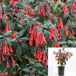 Fuchsia Gartenmeister plant Pot red bell flower LadyS Eardrops Mature Plants Live Plant 10-16in tall 1 Gallon