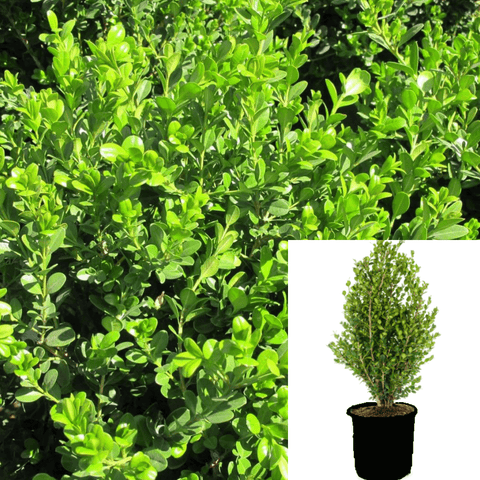 Buxus Sempervirens Cone 7 Gallon Sempervirens Plant Box Europ Live Plant Gg7