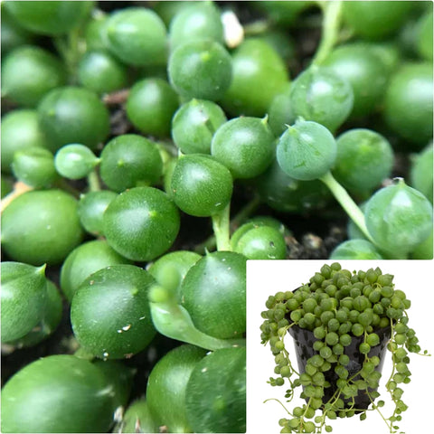 Green String Of Pearl Plant String Of Pear Rare 6 Inches Pot Succulents Plant Ht7