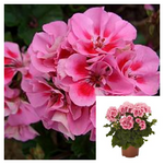 Geranium Savannah Pink 10Inches Plant Zonal Geranium Plant Pelargonium Savannah Pink bushes ground cover live Plant ht7