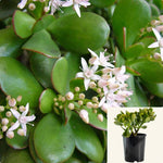 Crassula Ovata Plant 5 Gallon Ht7 Green Jade Money Tree Kerky Bush Succulent Ht7 Best