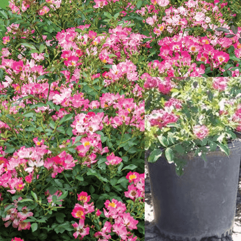 Rosa Drift Pink 2Gallon Pink Drift Groundcover Rose Rose Plant Ourdoor Live Rose Plant Gr7