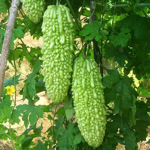 Bitter Gourd Hybrid China Pearl seed packet