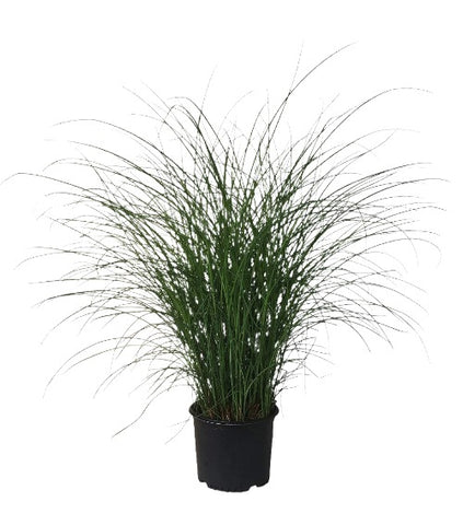 Miscanthus Sin Little Zebra 5 Gallon Kitten Eulalia Grass Maiden Live Plant Ho7