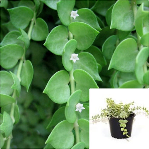 Million Hearts Green 4Inches Variegated Million Hearts Plant Million Hearts Plant Live Plant Vine Plant Pr7
