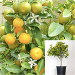 Citrus Fukushu Kumquatstd 5 Gallon Plant Dragon Heart Citrus Lime Live Plant Gr7