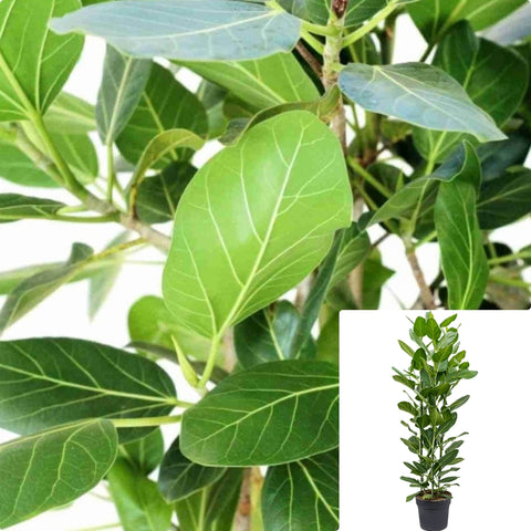 Ficus Audrey Plant 12Inches Pot Ficus Benghalensis Plant Indoor Green Rubber Tree Ht7