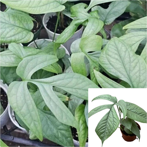 Hanging Silver Spiderman 6 inches Silver Spiderman Plant Silver Spiderman False Monstera Live Plant Pr7