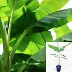 Banana Musa 5 Gallon Fruit Tree Banana Plant Yellow Musa Live Plant Pr7Ht7