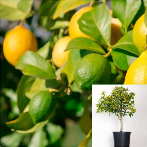 Citrus Cocktail Hybrid Standard Tree 5 Gallon Plant Philippine Lime Plant Calamonding Live Plant Fr7