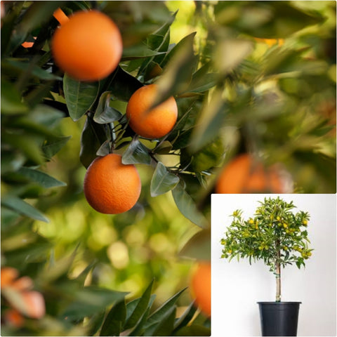 Citrus Grapefruit Flame Standard Tree 5 Gallon Plant Red Grapefruit Live Plant Fr7