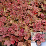 Heuchera Cherry Cola 1 Gallon Plant Coral Bells Flower Alumroot Outdoor Live Plant Gg7Ht7