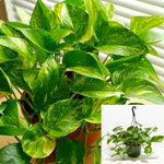 Epipremnum Pothos Yellow Stripe Pothos Golden Devil Ivy Epipremnum Pothos 1 Gallon Pot Hanging Easy To Grow Vine Live ht7