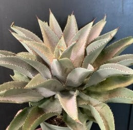 Mangave Purple People Eater 5 Gallon Plant Perennial Outdoor Live Plant Gr7
