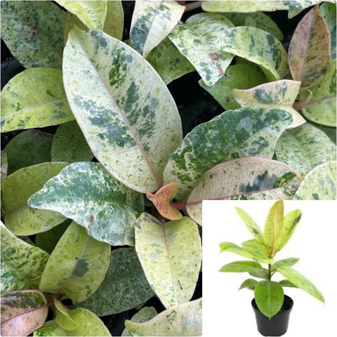 Ficus Shivereana Moonshine 4inches Plant Rubber Plant Ficus Elastica Roxb Live Plant Pr7