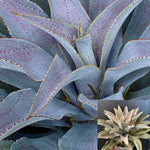 Mangave Purple People Eater 5Gallon Plant Mangave Plant Mangave Purple People Eater Plant Perennial Mangave Outdoor Live Plant Gr7