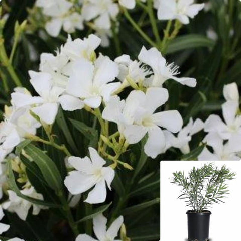 Nerium Sister Agnes Multi 5Gallon Plant Oleander Single White 5Gallon Outdoor Live Plant Fr7
