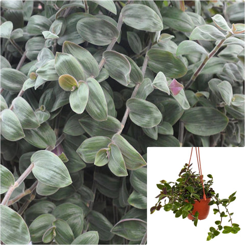 Hanging Tradescantia Baby Bunnies Bellies 4inches Speedy Jenny Plant Wandering Dude Live Plant Pr7