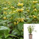 Lamium Galeobdolon Variegatum 1Gallon Plant Yellow Archangel Plant Golden Dead Nettle Plant Artillery Plant Plant Outdoor Live Plant Mr7