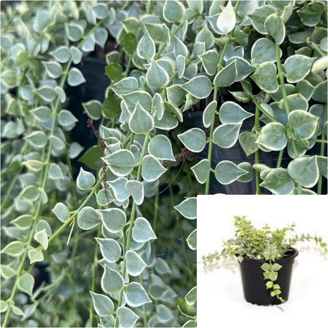 Million Hearts Variegated  4Inches Variegated Million Hearts Plant Million Hearts Plant Live Plant Vine Plant Pr7