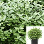 Pittosporum Ten Golf Ball Mo Plant Black Matipo Plant Tawhiwhi Plant Kohuhu 5Gallon Live Plant Outdoor Plant Gr7 ckt7