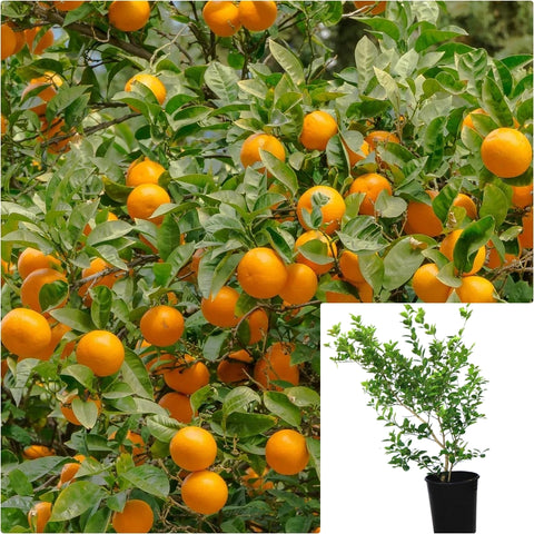 Citrus Orange Olinda Valencia Standard Tree 7 Gallon Oranges Citrusrus Live Plant Fr7