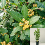 Laurus Nobilis Multi Plant Sweet Bay Grecian Laurel 5Gallon Live Plant Outdoor Plant Tree Gr7