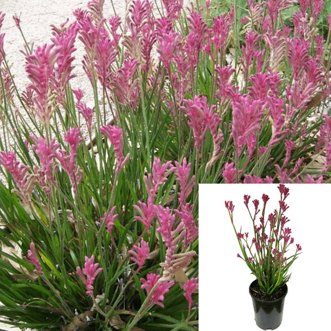 Anigozanthos Pink 1 Gallon Plant Kangaroo Paw Hybrid Outdoor Bush Live Plant Fr7