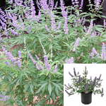 Vitex Agnus Castus Plant Standard Tree 5 Gallon Lilac Chastetree Live Plant Outdoor Mr7