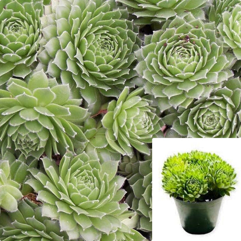 Sempervivum Green Wheel Succulent Drought Tolerant 4Inches Pot Plant Sempervivum Tectorum Common Ht7 Best