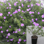 Alyogyne Huegelii Santa Cruz 5 Gallon Alyogane Heugelli Purple Plant Lilac Hibiscus Live Plant Outdoor Gr7
