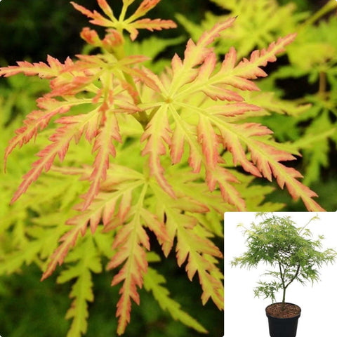 Acer Palmatum Dissectum Seiryu 5Gallon Plant Laceleaf Japanese Maple Tree Acer Palmatum Seiryu Plant Outdoor Outdoor Tre