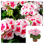 Geranium Merlot Sizzle 1 Gallon  Plant Zonal Geranium Crane's bill   Pelargonium Hortorum Live Plant Flower Plant ht7