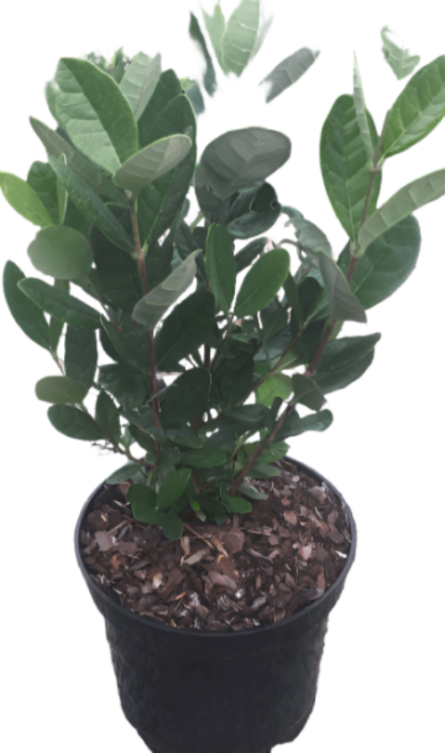 All plants – NNplant
