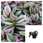 Tradescantia Fluminensis Variegata Purple 4Inches Plant Wandering Jew Pot Live Plant Ht7 Best