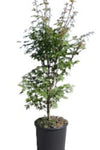 Acer Buergerianum 5 Gallon Plant Trident Maple Three Toothed Tree Live Plant Gg7