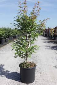 Acer Buergerianum 5Gallon Plant Trident Maple Plant Three Toothed Maple Tree Live Plant Gg7