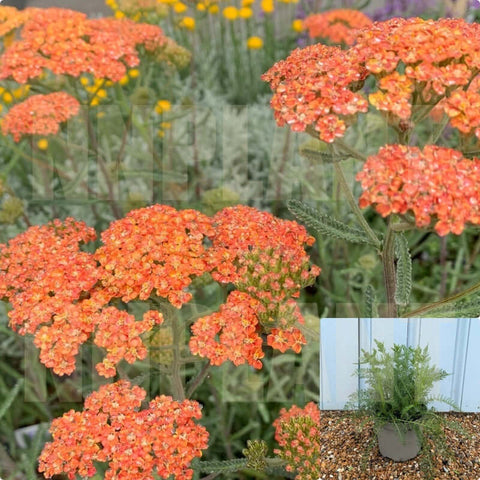 Achillea Terra Cotta 1 Gallon Yarrow Terracotta Plant Perennial Flower Mrho7