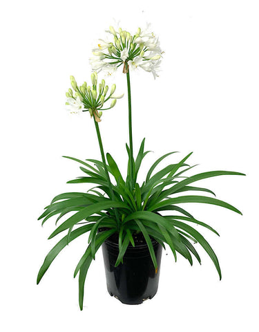 Agapanthus Africanus Getty White 4inches Lily Of Nile White Live Plant Ht7