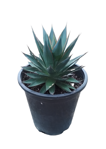 Agave Blue Glow 3Gallon Agave Attenuata Agave Ocahui Live Plant Outdoor Gr7