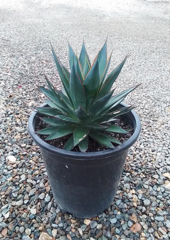 Agave Blue Glow 3Gallon Agave Attenuata Agave Ocahui Live Plant Outdoor Gr7