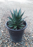 Agave Blue Glow 5Gallon Agave Attenuata Agave Ocahui Live Plant Outdoor