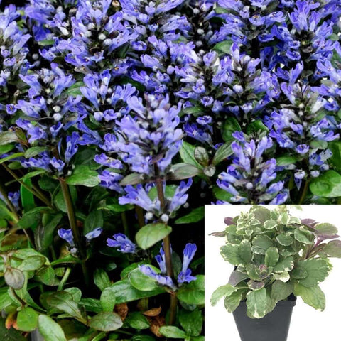 Ajuga Mint Chip 4Inches Pot Plant Blue Carpet Bugleweed Bugle Blue Live Plant Ht7 Best