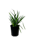 Anigozanthos Bush Ranger Red 1 Gallon Ht7 Dwarf Kangaroo Paw Bushes Live Plant Ht7
